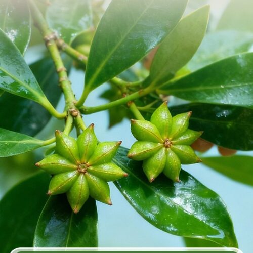 2026/04/1000074584.jpg Chuanzhen Guangxi Dahong Star Anise 90g Bottle 川珍廣西大紅八角90g瓶裝